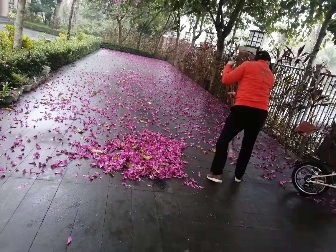 扫落花.jpg