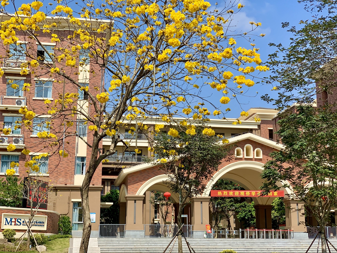 黄花风铃.jpg